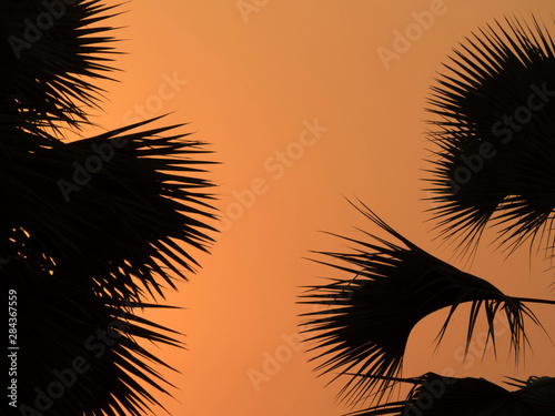 Africa  Zambia. Palm tree silhouette.