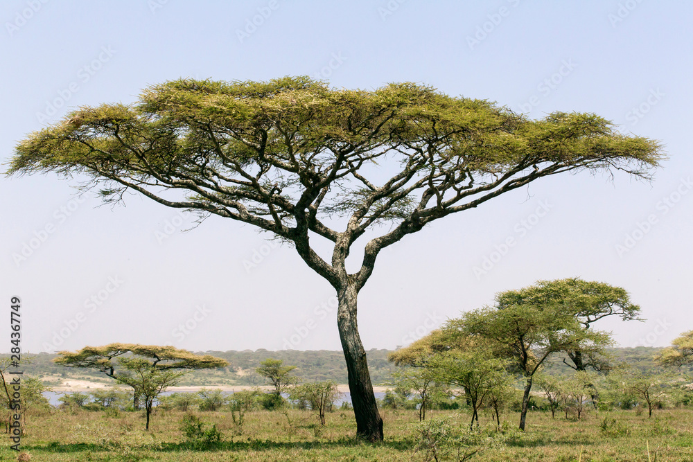 Landscape with large Acacia tree near shore of Lake Ndutu, other trees in background, blue skies, Ngorongoro Conservation Area, Tanzania
