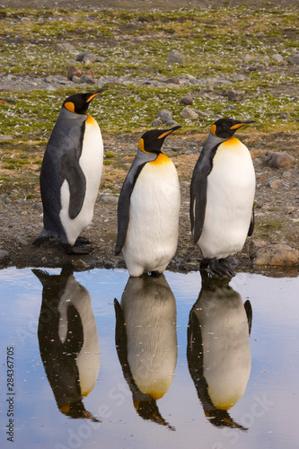 UK Territory, South Georgia Island, St. Andrews Bay. Three king penguins reflected in calm water. 
