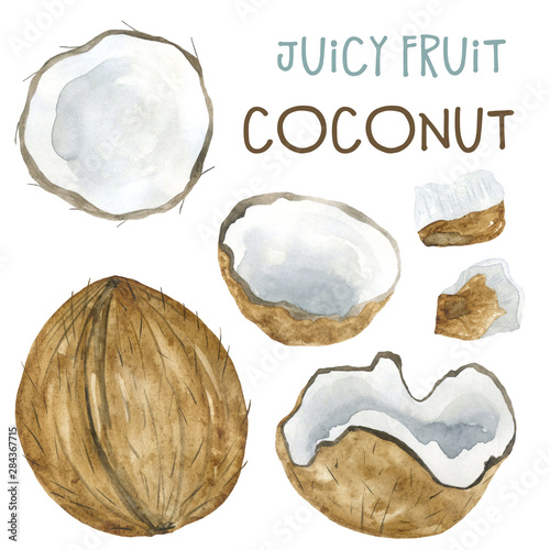 Watercolor drawing coconut and pieces of coconut.