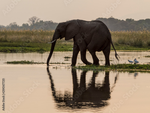 Africa, Zambia. Elephant in Zambezi River.
