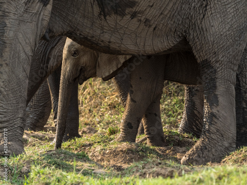 Africa, Zambia. Close-up of elephants. © Jaynes Gallery/Danita Delimont
