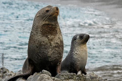UK Territory, South Georgia Island. Mother fur seal and pup. 
