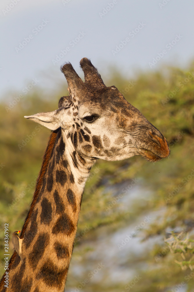Bull Masai giraffe head and neck shot Close-up, with Ox pecker bird on lower neck, Ngorongoro Conservation Area, Tanzania Bull Masai giraffe head and neck shot Close-up, with Ox pecker bird on lower neck, Ngorongoro Conservation Area, Tanzania