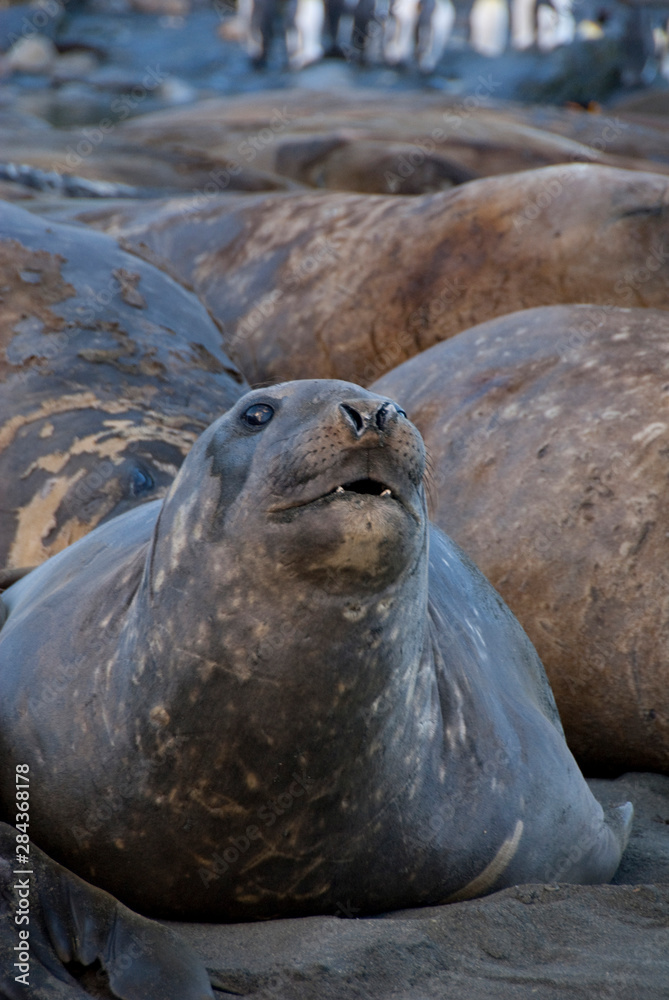 Fototapeta premium South Georgia Island, Gold Harbor. Southern elephant seal (Mirounga leonina) on beach.