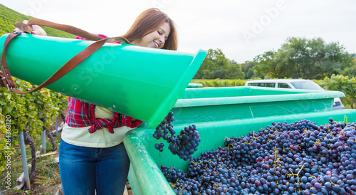women in vineyards harvesting grapes