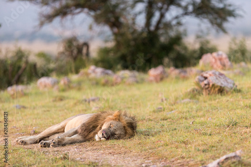 Sleeping lion in the Serengeti National Park  Tanzania