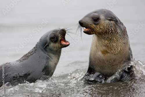 Antarctica, South Georgia, St. Andrews Bay. A pair of young Antarctic Fur Seals spar on a beach. 