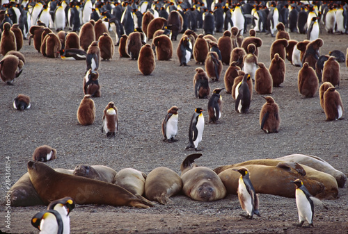 Southern Ocean, South Georgia Island. Molting King Penguin (Aptenodytes patagonicus) chicks (oakum boys) with elephant seals photo