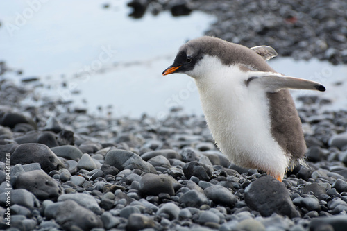 Antarctica. Brown Bluff. Gentoo penguin  Pygoscelis papua  chick.