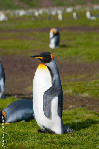 South Georgia. Salisbury Plain. King penguins  Aptenodytes patagonicus .