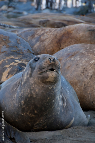 South Georgia Island, Gold Harbor. Southern elephant seal (Mirounga leonina) on beach.