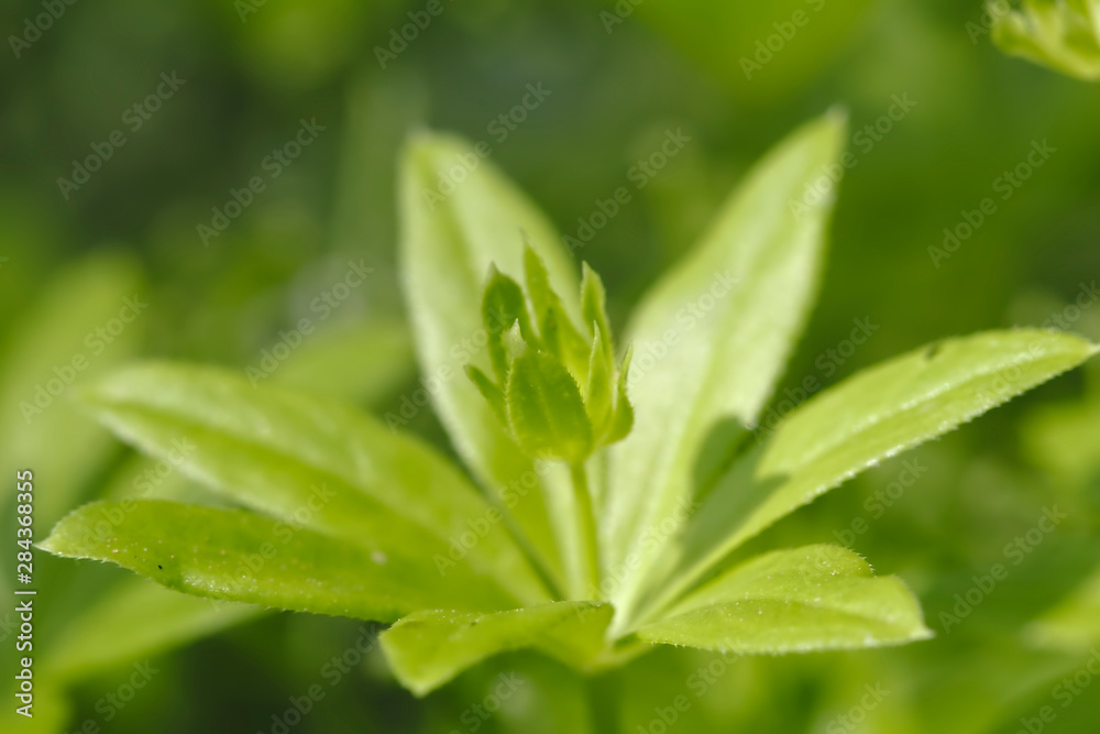 Fresh green plant with a newly emerging blossom and a shadow against a bokeh background Fresh green plant with a newly emerging blossom and a shadow against a bokeh background