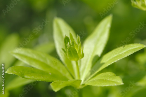 Fresh green plant with a newly emerging blossom and a shadow against a bokeh background