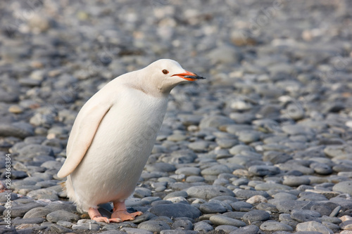 Antarctica, South Georgia, Salisbury Plain. A rare all-white color variant of the gentoo penguin carrying a stone used for nest building.  photo