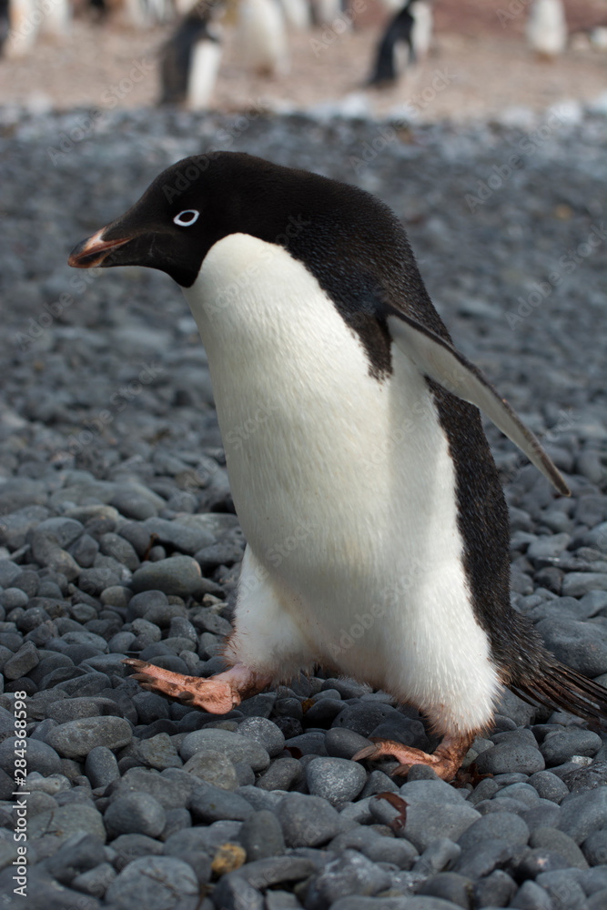 Naklejka premium Antarctica. Brown Bluff. Adelie penguins (Pygoscelis adeliae)