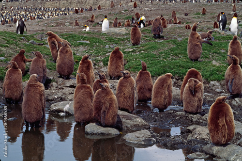 Southern Ocean, South Georgia Island. A group of year-old King Penguin (Aptenodytes patagonicus) chicks or oakum boys