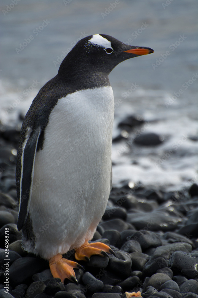 Fototapeta premium Antarctica. Brown Bluff. Gentoo penguin (Pygoscelis papua)