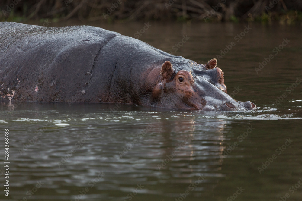 Africa, Zambia. Lone hippo enters river. Africa, Zambia. Lone hippo enters river.