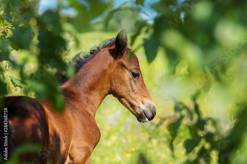 Chestnut newborn horse foal on summer pasture background. Portrait closeup.
