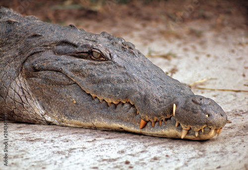 Africa, Uganda, Murchison Falls NP. A crocodile pretends to be sleeping in Murchison Falls National Park, Uganda.