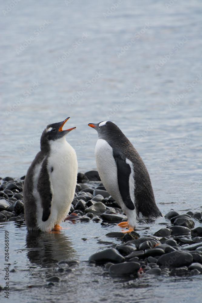 Fototapeta premium Antarctica. Brown Bluff. Gentoo penguin (Pygoscelis papua) and it's chick.
