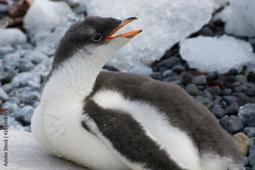 Fototapeta premium Antarctica. Brown Bluff. Gentoo penguin (Pygoscelis papua) chick.