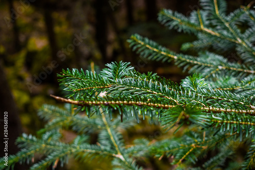Closeup of pine branch
