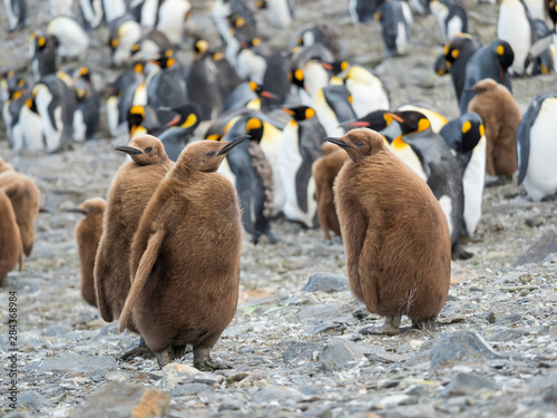 King Penguin (Aptenodytes patagonicus) on the island of South Georgia, rookery in St. Andrews Bay. Chick in typical brown plumage