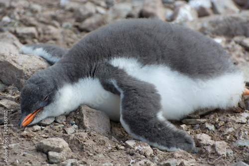 Antarctica. Neko Harbor. Gentoo Penguin colony. Gentoo Penguin (Pygoscelis papua) chick sleeping on a warm day.