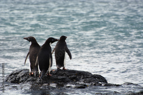 Antarctica. Brown Bluff. Adelie penguins (Pygoscelis adeliae) on a rock in the water.
