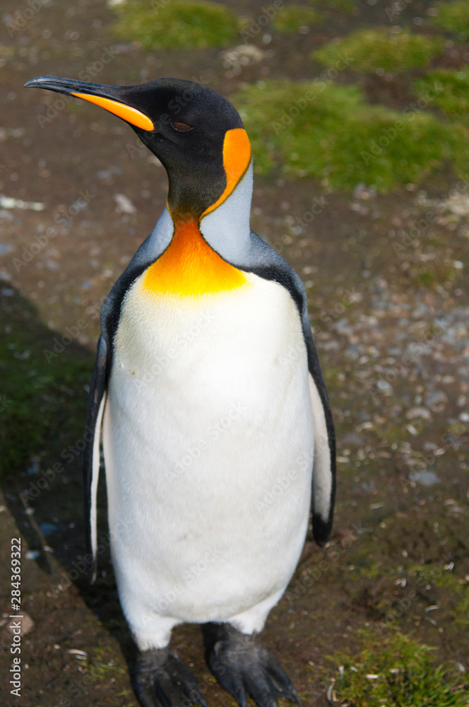Fototapeta premium South Georgia. Salisbury Plain. King penguin (Aptenodytes patagonicus).