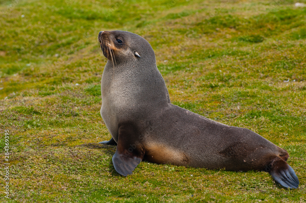 Naklejka premium South Georgia. Salisbury Plain. Antarctic fur seal (Arctocephalus gazella) .