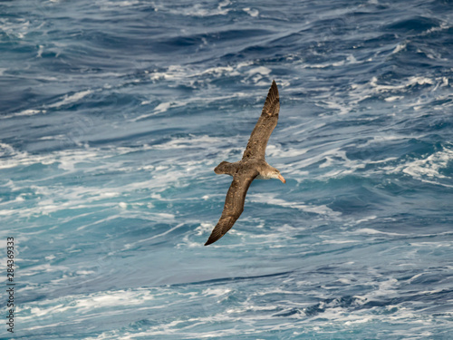 Northern Giant Petrel or Hall's Giant Petrel (Macronectes halli) soaring over the waves of the South Atlantic near South Georgia. © Martin Zwick/Danita Delimont