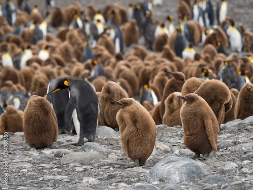 King Penguin (Aptenodytes patagonicus) on the island of South Georgia, rookery in St. Andrews Bay. Chick in typical brown plumage