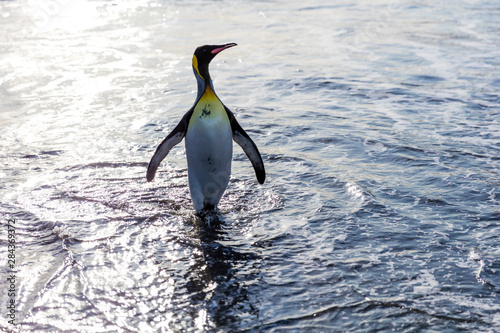South Georgia Island  St. Andrew s Bay. A king penguin stands alone in shore water. Credit as Josh Anon   Jaynes Gallery   DanitaDelimont.com