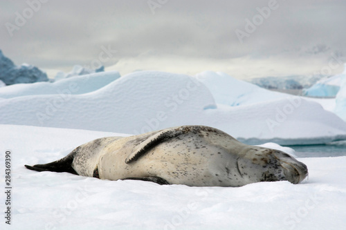 Antarctica. Charlotte Bay. Leopard seal (Hydrurga leptonyx) sleeping on an ice floe.