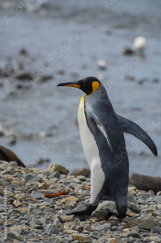 South Georgia. Stromness. King penguin  Aptenodytes patagonicus  on the beach.