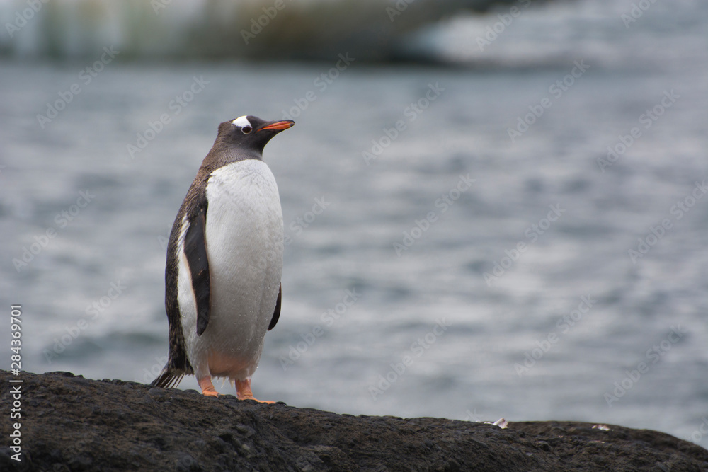 Naklejka premium Antarctica. Brown Bluff. Gentoo penguin (Pygoscelis papua) on a rock.