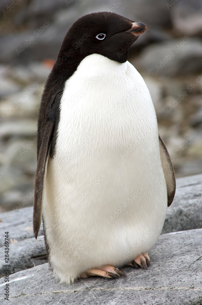 Fototapeta premium Adelie penguin Antarctica