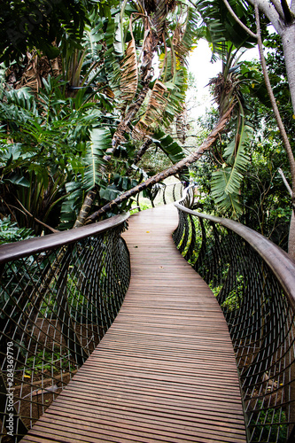 Wood Bridge in the Jungle
