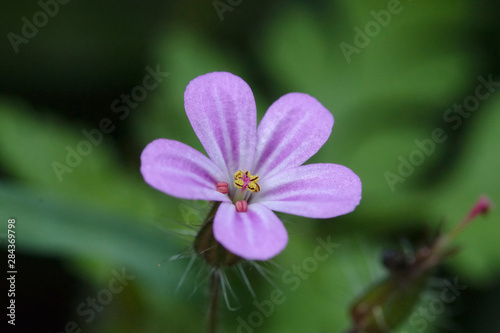 Vor einem unscharfen Hintergrund isolierte lila Blume mit offenen Blättern bei diffusem Sonnelicht im Sommer im Garten