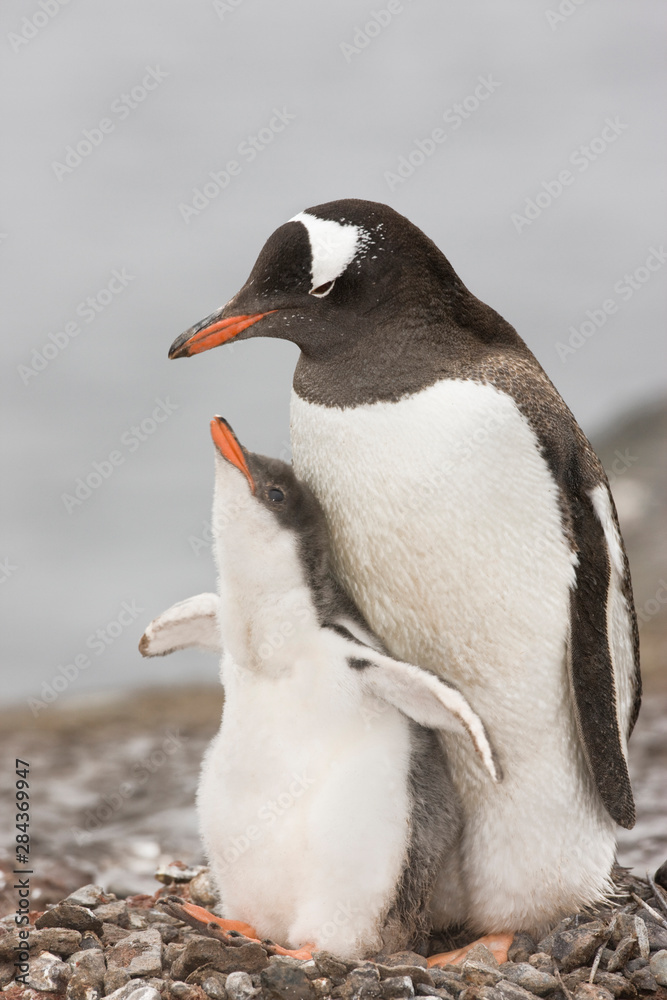 Obraz premium Antarctica, Aitcho Island. Gentoo penguin chick raises its flippers during a bonding moment with its parent. 