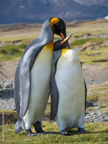King Penguin (Aptenodytes patagonicus) on the island of South Georgia, rookery in Fortuna Bay. Courtship behavior.