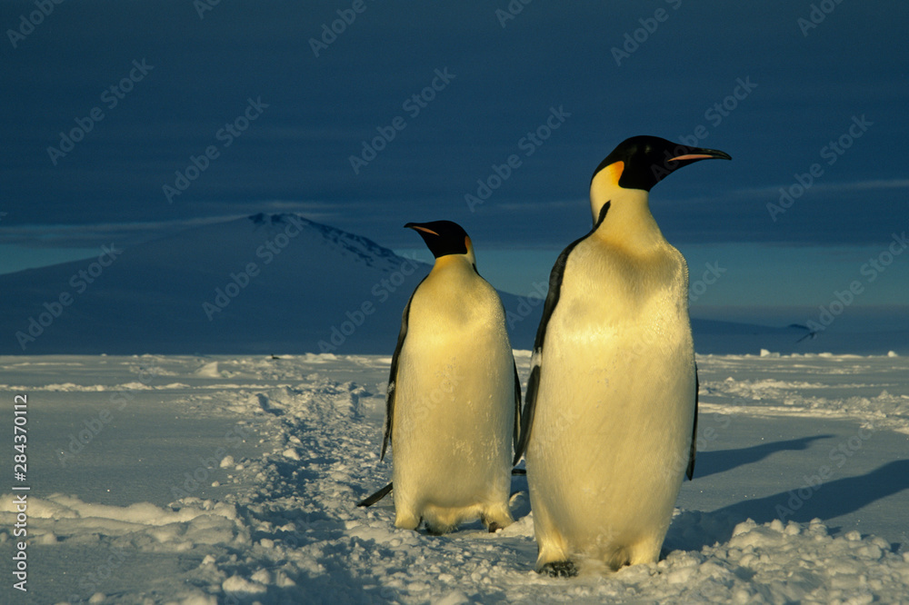 Fototapeta premium Emperor Penguins, (Aptenodytes forsteri), Mt. Melbourne behind, Cape Washington, Ross Sea, Antarctica.