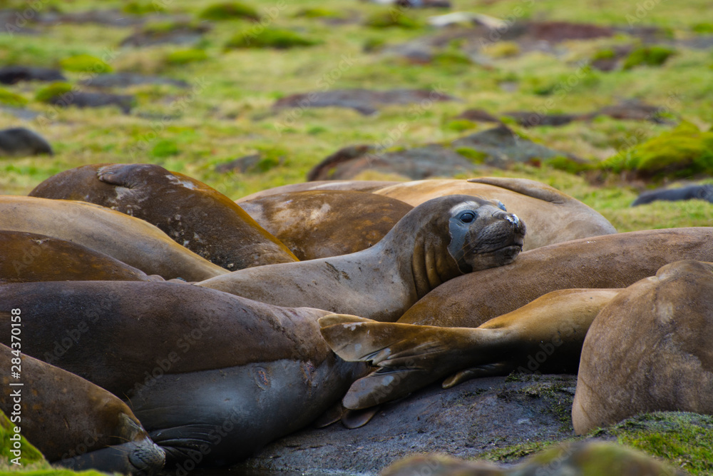 Fototapeta premium South Georgia. Stromness. Southern elephant seals (Mirounga leonina) molting.