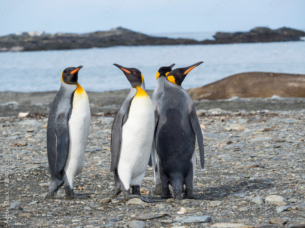 Fototapeta premium King Penguin (Aptenodytes patagonicus) on the island of South Georgia, rookery in St. Andrews Bay.