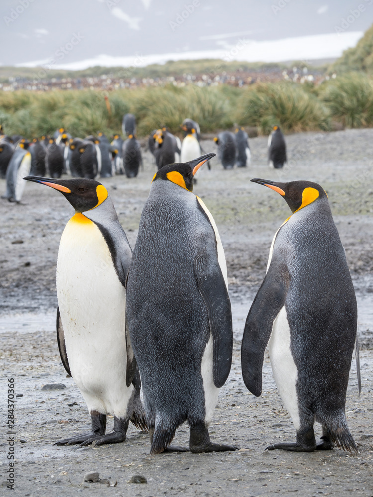 Obraz premium King Penguin (Aptenodytes patagonicus) on the island of South Georgia, the rookery on Salisbury Plain in the Bay of Isles.