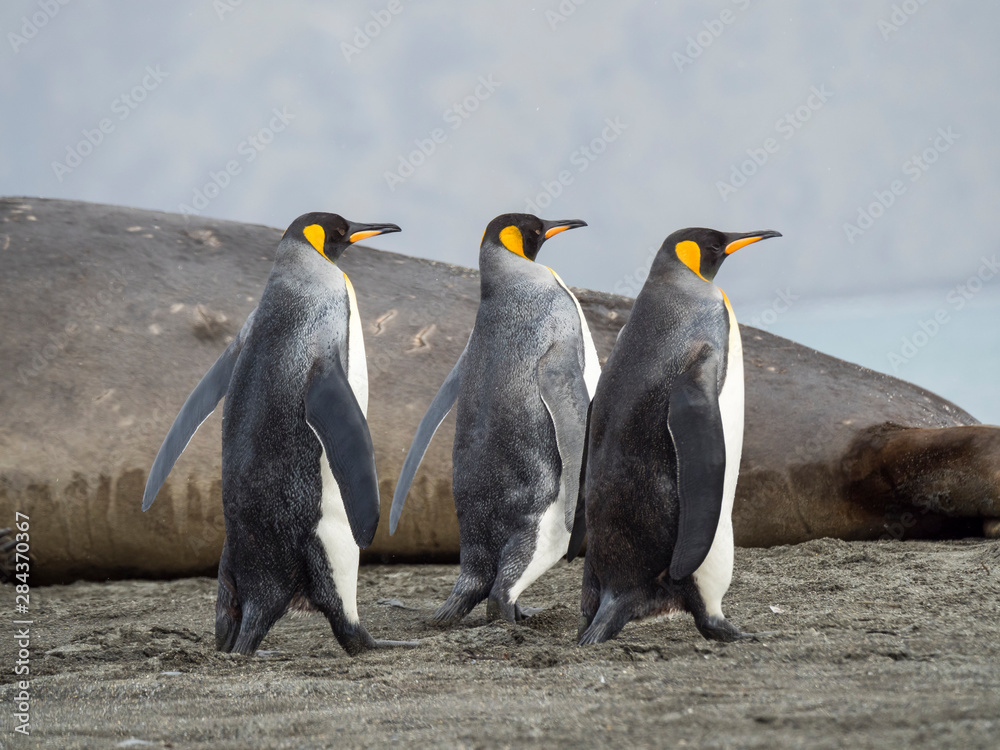 Fototapeta premium King Penguin (Aptenodytes patagonicus) on the island of South Georgia, rookery in St. Andrews Bay. Adults on beach approaching the colony.