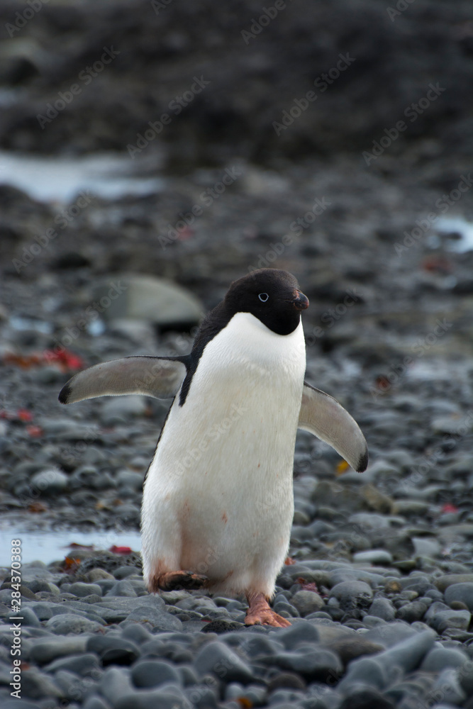 Naklejka premium Antarctica. Brown Bluff. Adelie penguins (Pygoscelis adeliae)